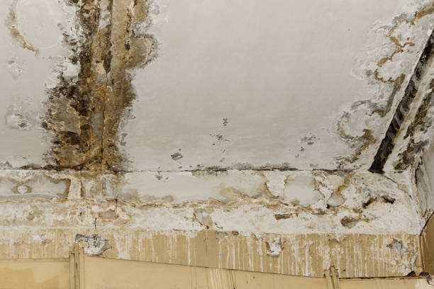 Best Mold-Related Health Consultation  in Pacifi, CA
