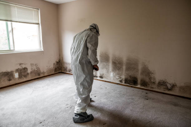 Best Comprehensive Air Testing for Mold Contaminants  in Pacifi, CA