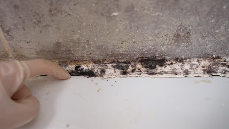 Best Biohazard Mold Removal  in Pacifi, CA