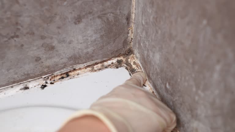 Best Water Damage & Mold Remediation  in Pacifi, CA