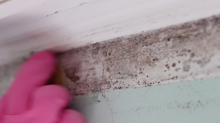 Best Basement Mold Removal  in Pacifi, CA